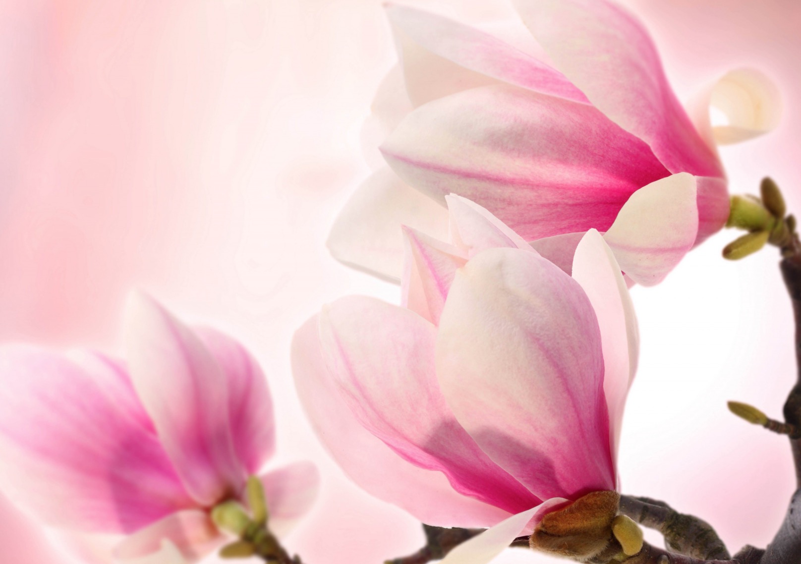 Funerária Magnólia