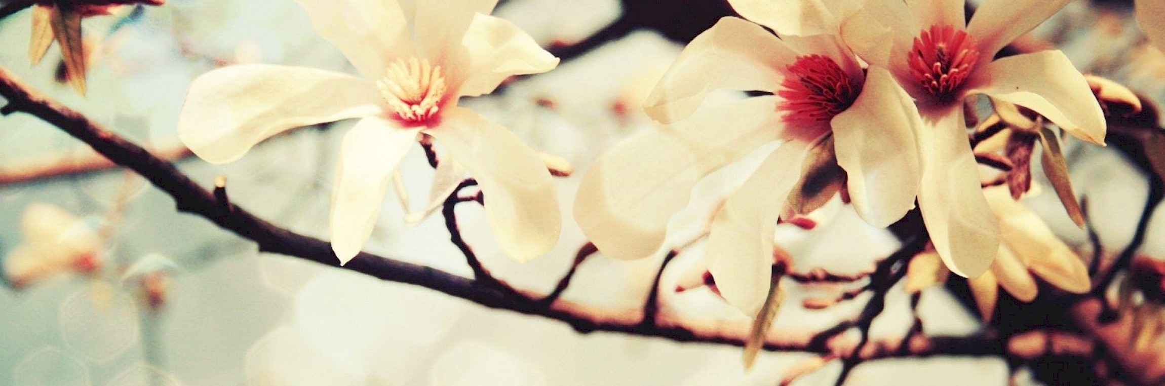 Funerária Magnólia