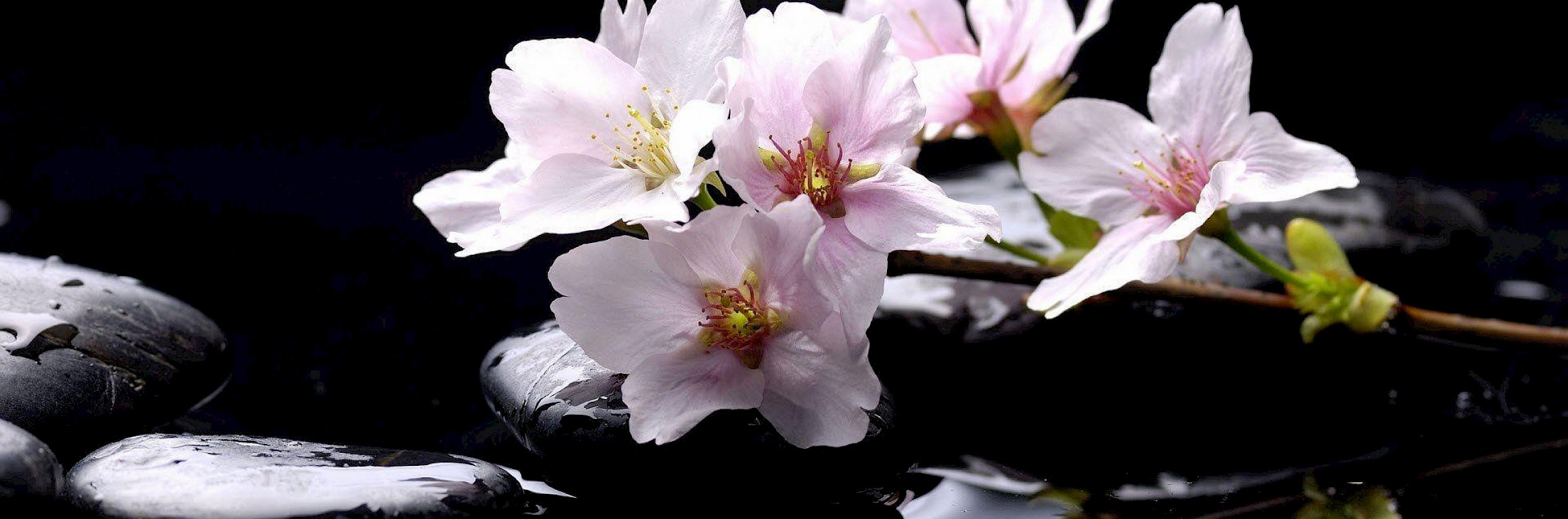 Funerária Magnólia