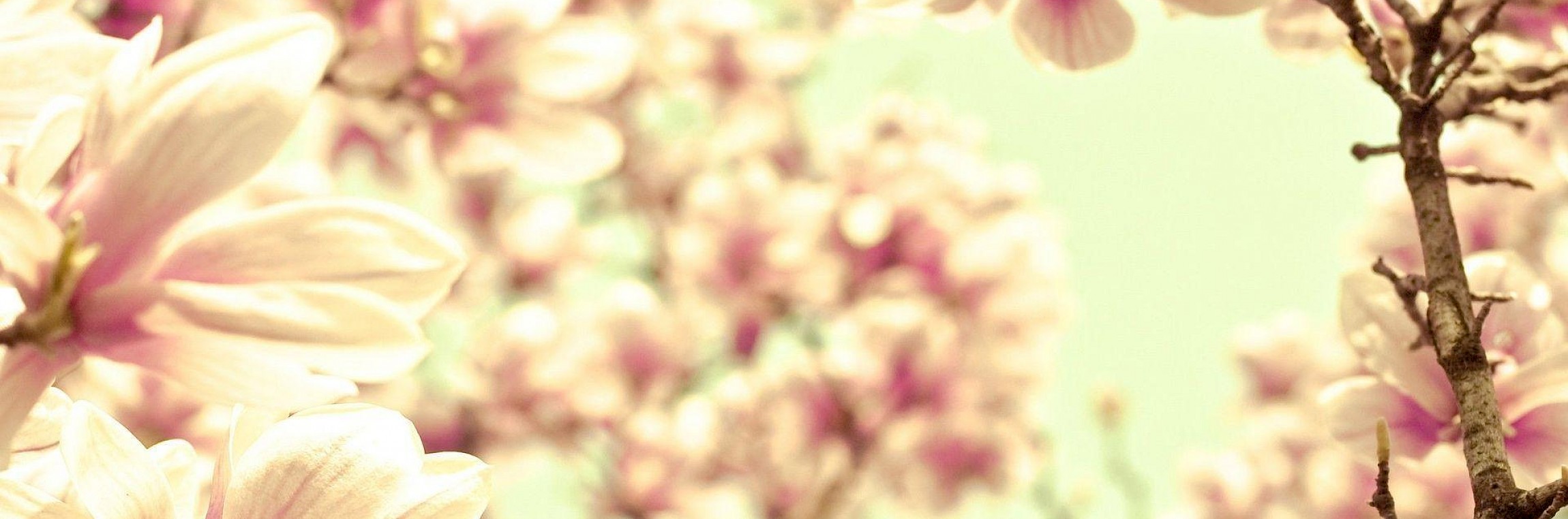 Funerária Magnólia